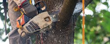 Professional Tree Care in Trinity, NC