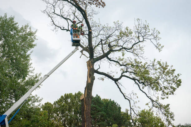 Best Tree Removal  in Trinity, NC