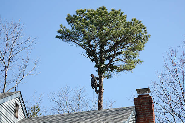 Best Tree Mulching  in Trinity, NC